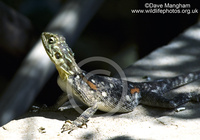 : Agama lionotus