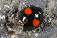 : Chilocorus orbus