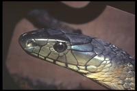 : Dendroaspis jamesoni; Green Mamba