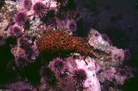 : Aplysia californica; California Sea Hare