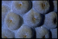 : Montastrea cavernosa; Great Star Coral
