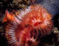 : Serpula vermicularis; Serpulid Worm