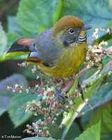 Chestnut-tailed Minla