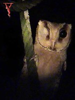 Bay Owl(Phodilus badius)