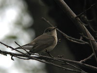 Ficedula parva Red-breasted Flycatcher オジロビタキ