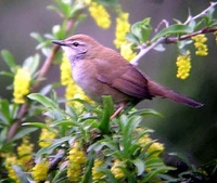 Spotted Bush-Warbler Bradypterus thoracicus