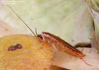 Tysk kakerlak (Blattella germanica) Foto/billede af