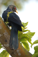 Asian Koel (Eudynamys scolopacea)