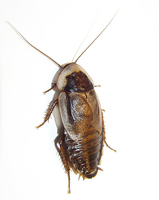 Byrsotria fumigata - Cuban Burrowing Cockroach