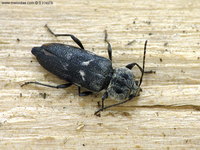 Hylotrupes bajulus - House Longhorn