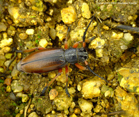 Dorcadion fulvum fulvum