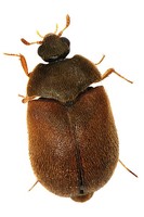 Attagenus smirnovi