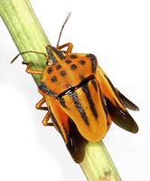 Graphosoma semipunctatum