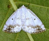 Lomographa temerata - Clouded Silver