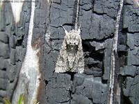 Acronicta auricoma - Scarce Dagger