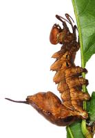 Stauropus fagi - Lobster Moth