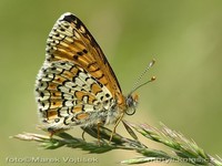 Melitaea cinxia - Glanville Fritillary