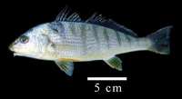 Umbrina broussonnetii, Striped drum: fisheries, bait