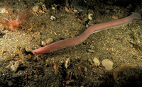 Myxine glutinosa, Hagfish: