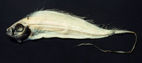 Desmodema polystictum, Polka-dot ribbonfish: fisheries