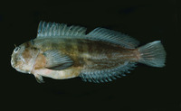 Cirripectes alboapicalis, : aquarium