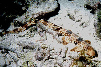 Hemiscyllium ocellatum, Epaulette shark: