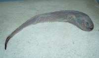 Melanostigma gelatinosum, Limp eelpout: