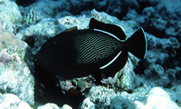 Melichthys indicus, Indian triggerfish: aquarium