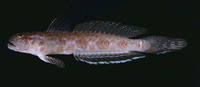 Oxyurichthys tentacularis, :