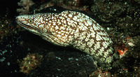 Gymnothorax kidako, Kidako moray: fisheries