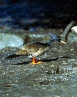 African Finfoot