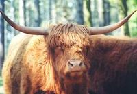 Image of: Bos taurus (aurochs)