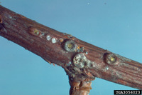 Asterolecanium minus
