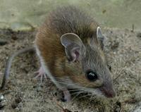 Image of: Peromyscus leucopus (white-footed mouse)