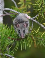 Image of: Peromyscus maniculatus (deer mouse)