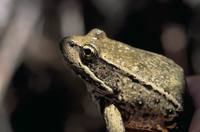 Rana aurora - Red-legged Frog