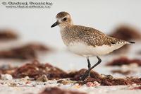 Pluvialis squatarola - Grey Plover