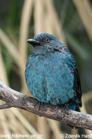 Irena puella - Asian Fairy Bluebird