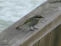 Lichenostomus virescens - Singing Honeyeater