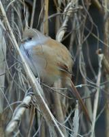 Panurus biarmicus - Bearded Tit