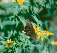 Image of: Papilionidae (swallowtail butterflies)