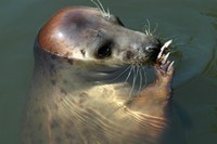 Halichoerus grypus - Gray Seal