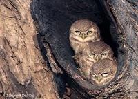 Image of: Athene brama (spotted owlet)