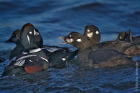 Image of: Histrionicus histrionicus (harlequin duck)