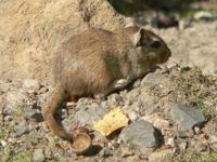 Meriones unguiculatus - Mongolian Jird