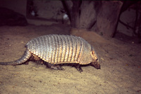 Chaetophractus vellerosus - Screaming Hairy Armadillo