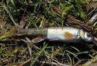 Phoxinus phoxinus - Common Minnow