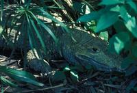 Image of: Caiman crocodilus (spectacled caiman)