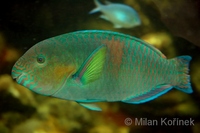 Scarus rivulatus