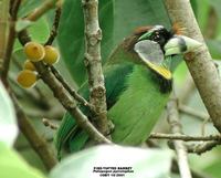 Fire-tufted Barbet - Psilopogon pyrolophus